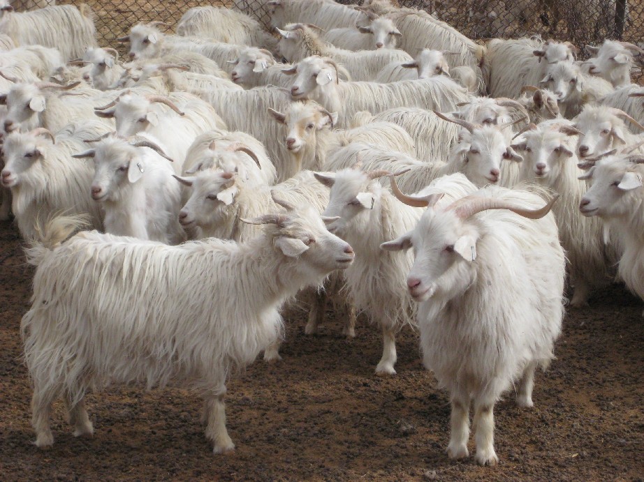 qualities_cashmere_goats