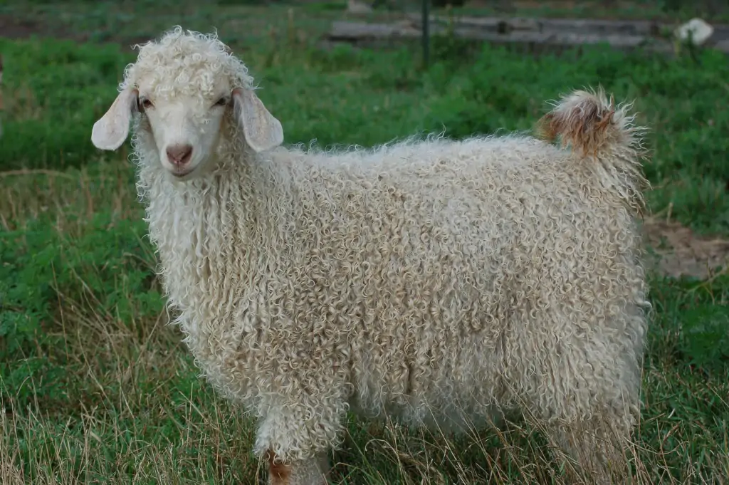 august_animals_23